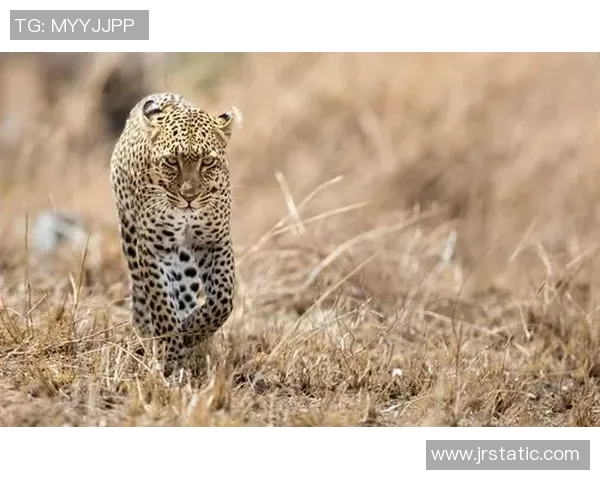 足球明星豹子高清照片展现运动与野性的完美结合 足球明星豹子高清照片展现运动与野性的完美结合